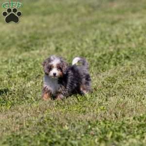 Kricket, Mini Bernedoodle Puppy