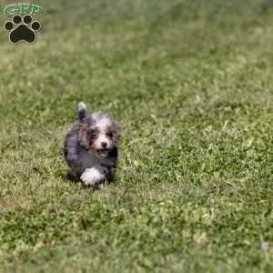 Kricket, Mini Bernedoodle Puppy