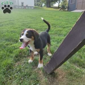Max, Greater Swiss Mountain Dog Puppy