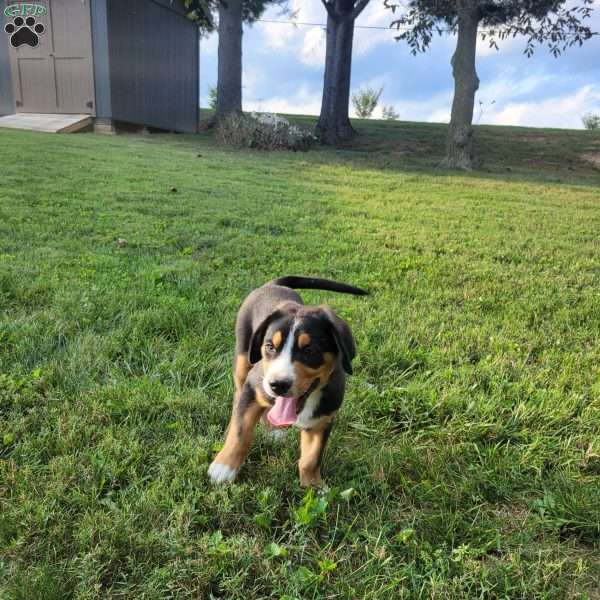 Teddy, Greater Swiss Mountain Dog Puppy