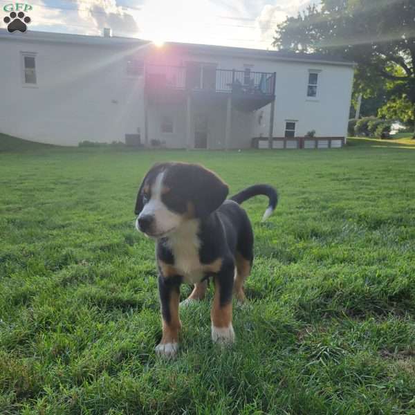 Max, Greater Swiss Mountain Dog Puppy