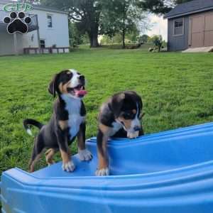 Max, Greater Swiss Mountain Dog Puppy