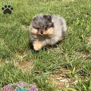 Little Neptune, Pomeranian Puppy