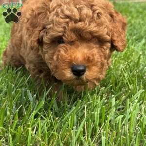 Aiden, Mini Labradoodle Puppy