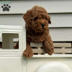 Aiden, Mini Labradoodle Puppy