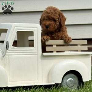 Aiden, Mini Labradoodle Puppy