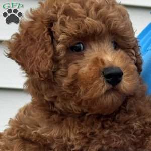 Aiden, Mini Labradoodle Puppy