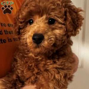 Aiden, Mini Labradoodle Puppy