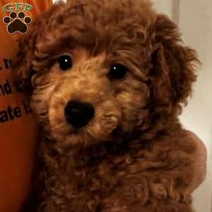 Aiden, Mini Labradoodle Puppy