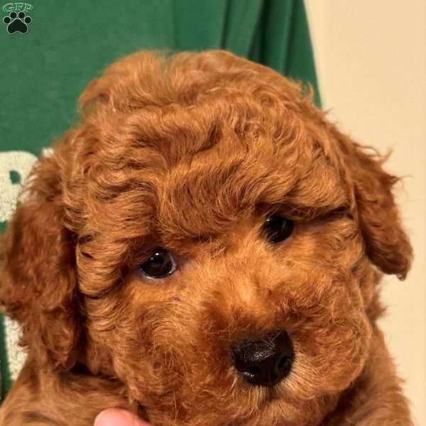 Aiden, Mini Labradoodle Puppy