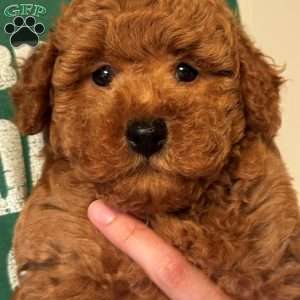 Aiden, Mini Labradoodle Puppy