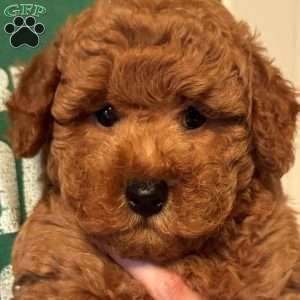 Aiden, Mini Labradoodle Puppy