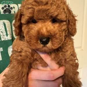 Aiden, Mini Labradoodle Puppy