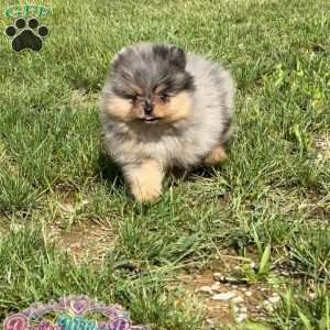 Little Neptune, Pomeranian Puppy