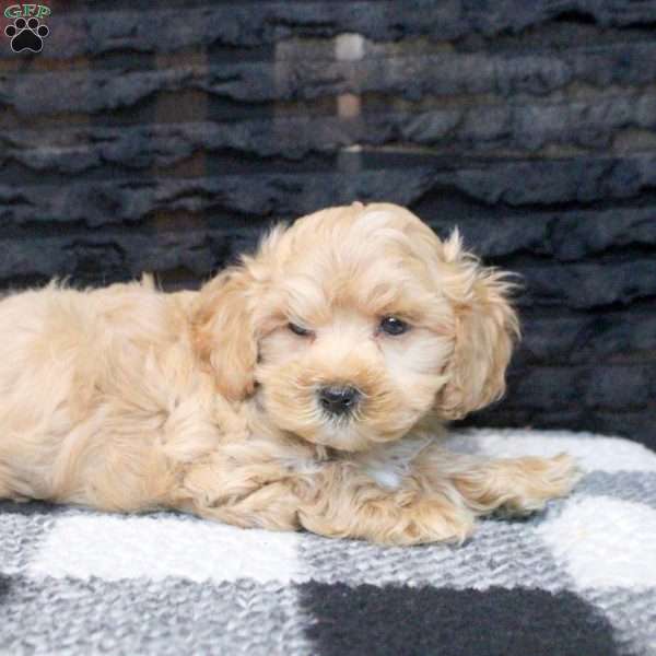 Aaron, Maltipoo Puppy