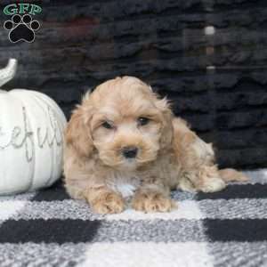 Aaron, Maltipoo Puppy