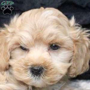 Aaron, Maltipoo Puppy