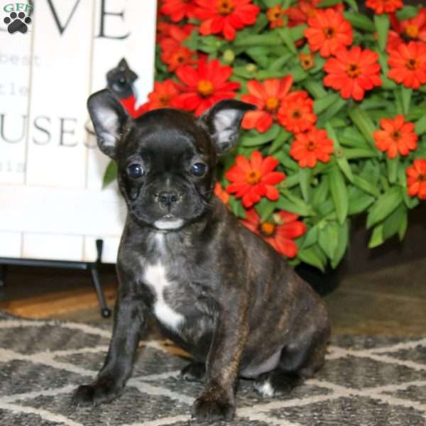 Abby, Frenchton Puppy
