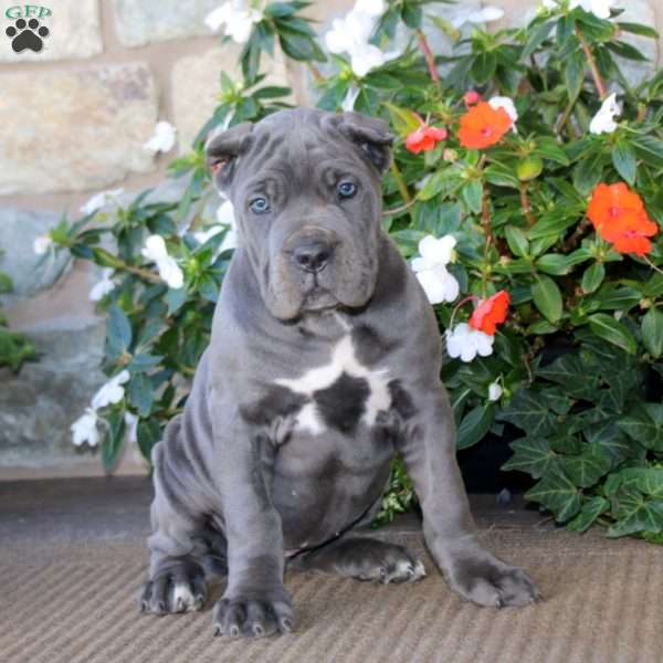 Abby, Cane Corso Puppy