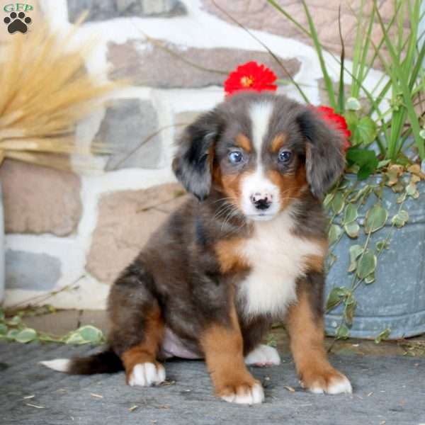 Abby, Mini Bernedoodle Puppy