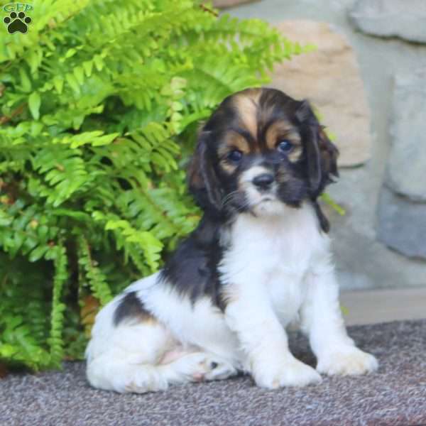 Abby, Cocker Spaniel Puppy