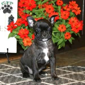 Abby, Frenchton Puppy