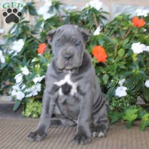 Abby, Cane Corso Puppy