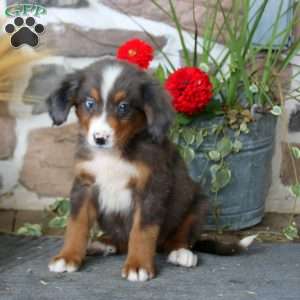 Abby, Mini Bernedoodle Puppy
