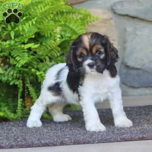 Abby, Cocker Spaniel Puppy