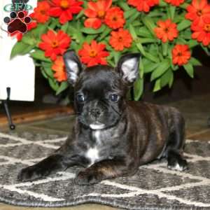 Abby, Frenchton Puppy