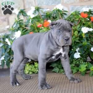 Abby, Cane Corso Puppy