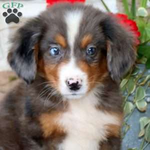 Abby, Mini Bernedoodle Puppy