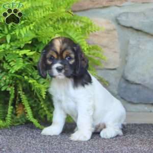 Abby, Cocker Spaniel Puppy