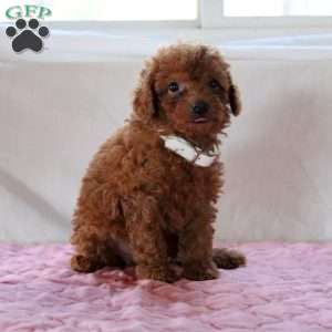 Abby, Miniature Poodle Puppy
