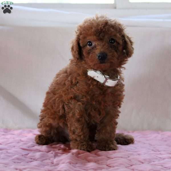 Abby, Miniature Poodle Puppy