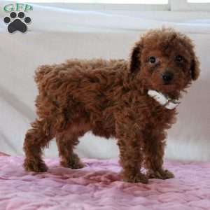 Abby, Miniature Poodle Puppy