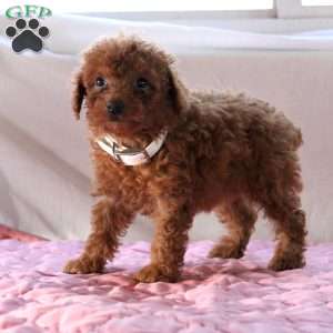Abby, Miniature Poodle Puppy