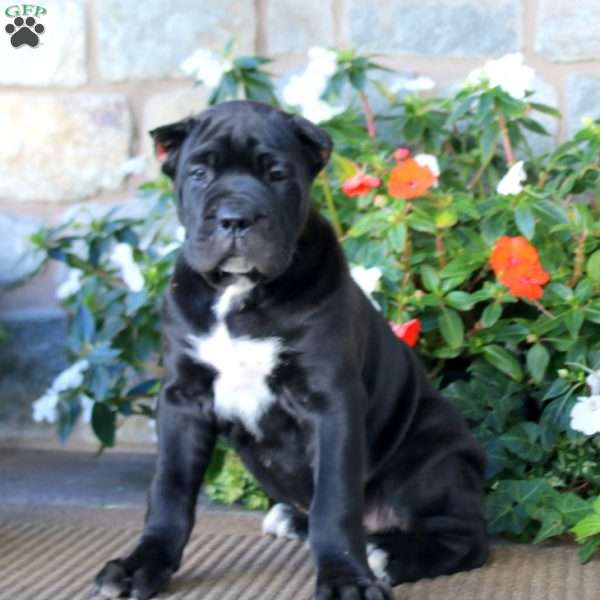 Abe, Cane Corso Puppy