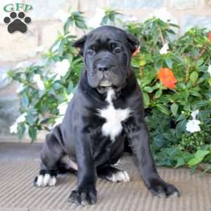 Abe, Cane Corso Puppy