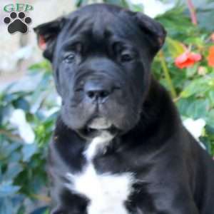 Abe, Cane Corso Puppy
