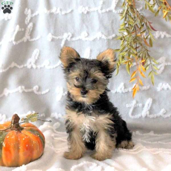 Abigail – Teacup, Yorkie Puppy