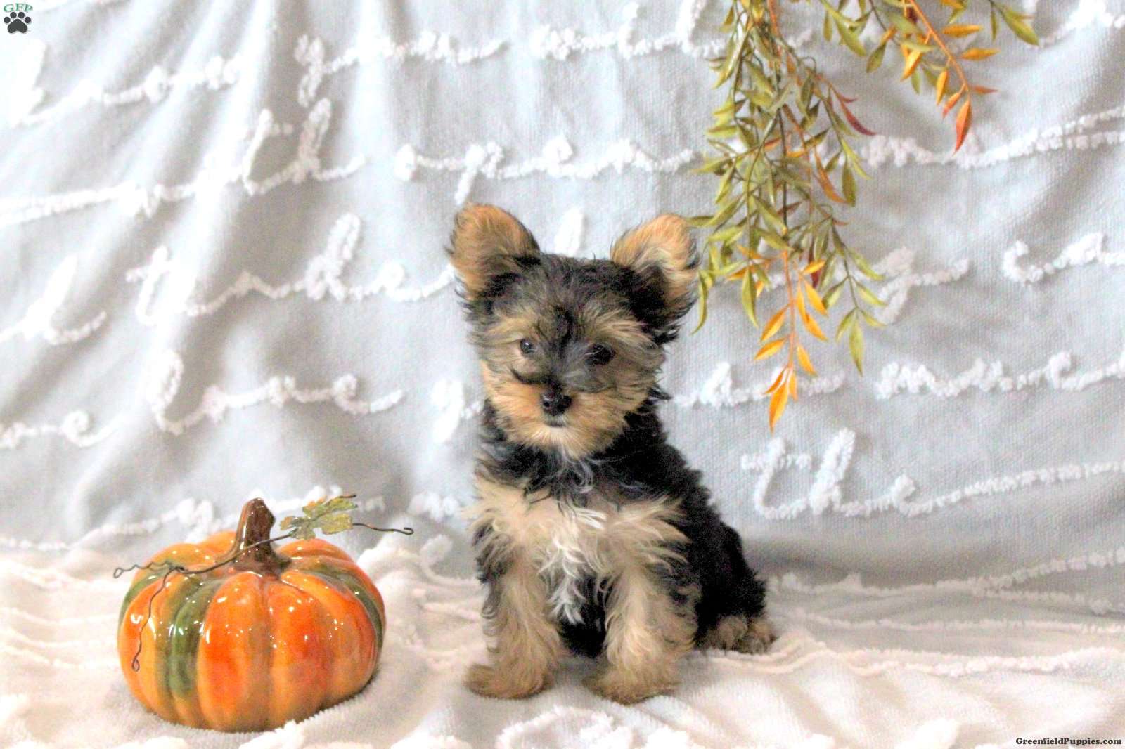 Abigail (Yorkshire Terrier, Male) in Ephrata, PA