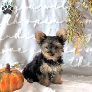 Abigail – Teacup, Yorkie Puppy