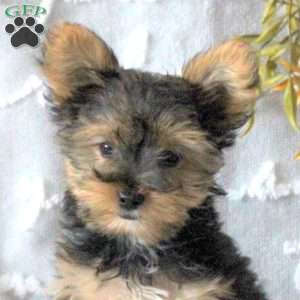 Abigail – Teacup, Yorkie Puppy