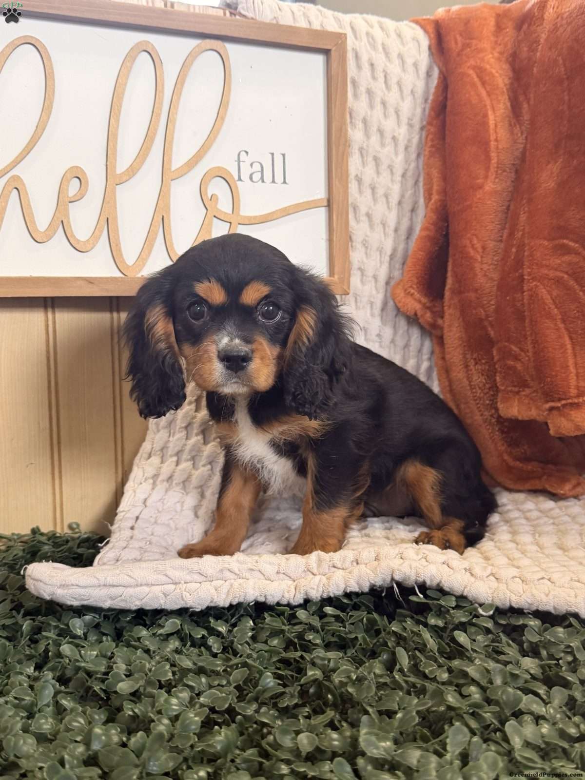 Ace (Cavalier King Charles Spaniel, Male) in Topeka, IN