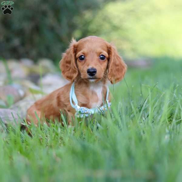 Ace, Dachshund Puppy
