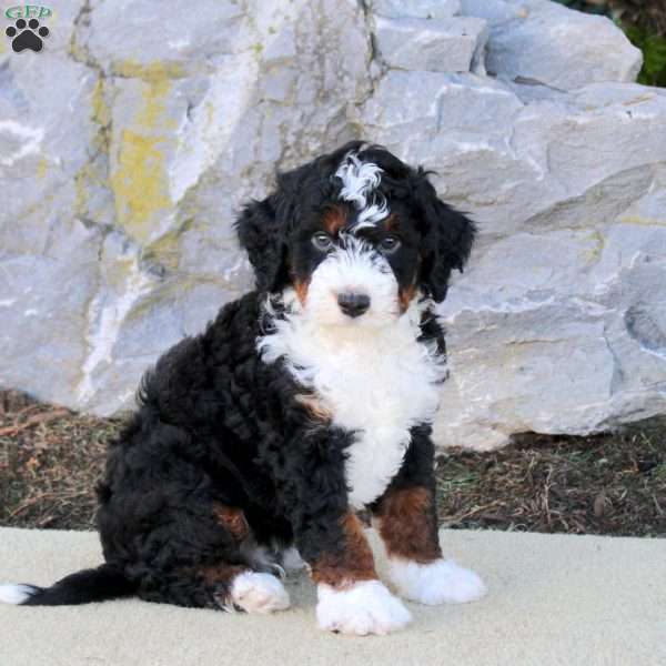 Ace, Mini Bernedoodle Puppy