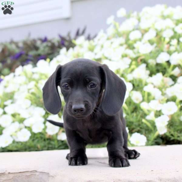 Ace, Dachshund Puppy