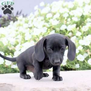 Ace, Dachshund Puppy