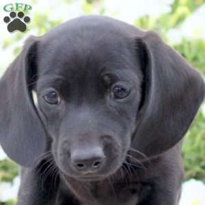 Ace, Dachshund Puppy